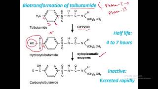 Metabolism of tolbutamide by liver Hepatic biotransformation [upl. by Hittel411]