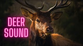 Deer sounds effects  deer noises whitetail [upl. by Cyrie]