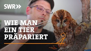 Wie man ein Tier präpariert  SWR Handwerkskunst [upl. by Palila]