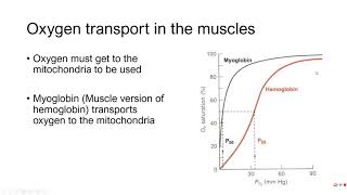 PE 381  Lecture 512  Gas exchange in the muscle [upl. by Rosalind]