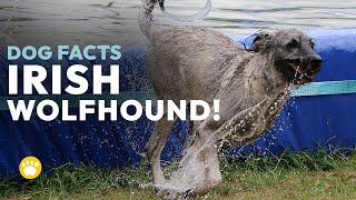 Irish Wolfhound Dog Facts Size Health Training History [upl. by Grata]