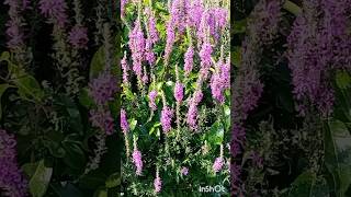 Lythrum Salicaria Plant Purple Loosestrife botanic lythrum plant flowers βότανο salicaria [upl. by Dannye]