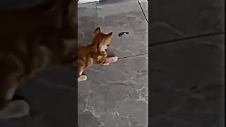 the cat exefunnyfypシ゚ fyppppppppシviral [upl. by Arihat860]