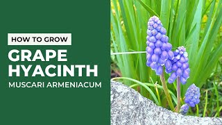 How To Grow Grape Hyacinth Muscari Armeniacum [upl. by Akiram]