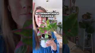 Haul de plantasdeinterior Selaginella willdenowii Alternanthera y Philodendron gloriosum plantas [upl. by Eerrehc135]