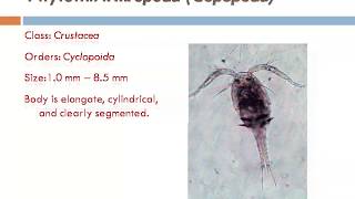 Zooplankton types amp their images and identification [upl. by Lainey326]