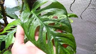 monstera adansonii sur tuteur [upl. by Rebekah]