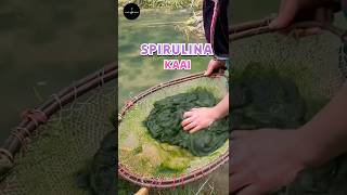 Spirulina Superfood science sciencefacts [upl. by Schreck705]