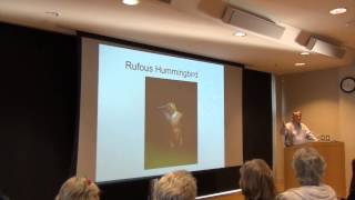 The Incredible Rufous Hummingbird Migration Story [upl. by Line580]