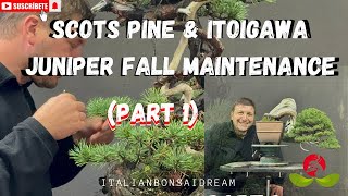 Scots Pine amp Itoigawa Juniper Fall Maintenance Part 1 [upl. by Powell]