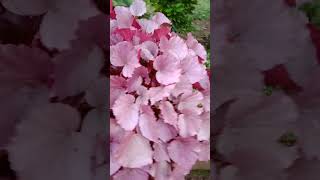 leaf plant🌺🌱🌺subscribe nature plantslover [upl. by Drofliw]