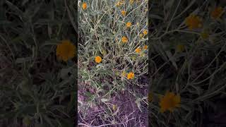 Wildflowers at sunset lunacounty chihuahuandesert nature wildflowers yellow [upl. by Waltner471]