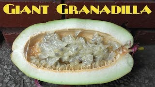 Giant Granadilla Review Passiflora quadrangularis  Weird Fruit Explorer Ep 223 [upl. by Charters763]