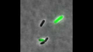 Phage lambda  showing lytic and lysogenic pathways [upl. by Mead]