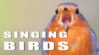 SINGING BIRDS [upl. by Yoshi]