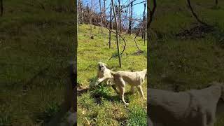 Simit kuyruklu kızlar ÜCRETLİ SAHİPLENDİRİLECEKLER kangal alabai goldenretriwer labradorretriwer [upl. by Enneicul]