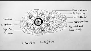 HOW TO DRAW DIAGRAM OF ENTAMOEBA HISTOLYTICA CLASS CBSE 12 BIOLOGY [upl. by Layla]