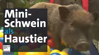 Schweinisches Haustier Lotta das MiniSchwein  BR24 [upl. by Assilym]