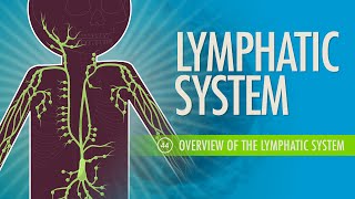 Lymphatic System Crash Course Anatomy amp Physiology 44 [upl. by Dilisio]