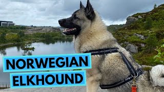 Norwegian Elkhound  TOP 10 Interesting Facts  Norsk Elghund [upl. by Otsuj811]