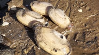 VLOG  PÊCHE À PIED COUTEAUX MYES RAZOR CLAMS AND CLAMS [upl. by Analad]