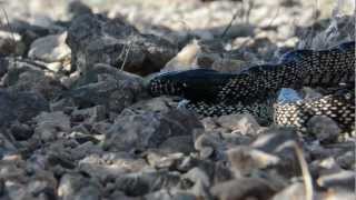 Kingsnake eats Mojave Rattlesnake [upl. by Neih]