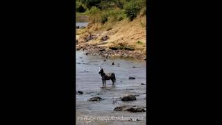 Zebras escape crocodiles [upl. by Cj]