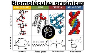 Organización de los seres vivos  Educatina [upl. by Urana]