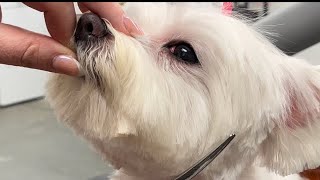 Grooming a Maltese Part 1 of 2 [upl. by Karlow905]