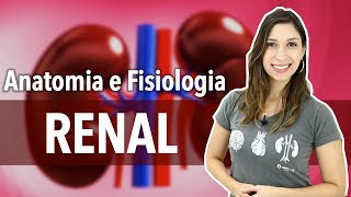 Sistema ExcretorUrinário Aula 12 Anatomia e Fisiologia Renal [upl. by Dareg561]