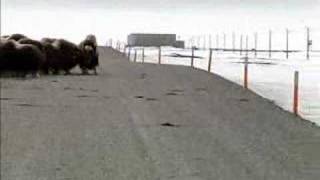 Two foot Musk Ox attacks Grizzly Bear [upl. by Bradan527]