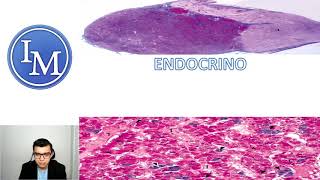 Histología del Sistema Endocrino ¡COMPLETO [upl. by Srevart]