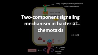 Chemotaxis in bacteria [upl. by Adamok]