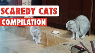 Scaredy Cats Video Compilation 2016 [upl. by Ifok1]