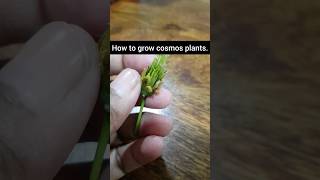 How to grow cosmos plants from Seeds cosmos cosmosflower flowers garding garden shorts [upl. by Ilwain]