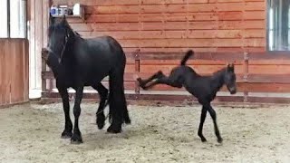 Friesian dressage horse Floris [upl. by Ocer]