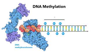 Introduction to epigenetics  LearnOmicsLogiccom [upl. by Jemmy]