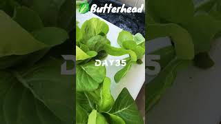 My first time growing 🥬butterhead vegan healthy [upl. by Amelita548]