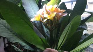 Growing Plumeria indoors [upl. by Beaudoin691]