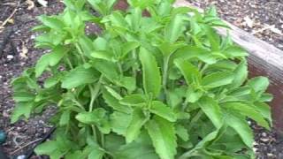 Growing Stevia in Northern California Sugar Alternative also called Sweet Leaf [upl. by Eniger]