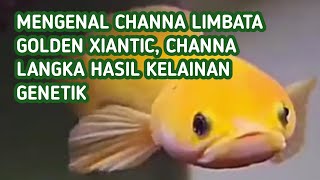 Channa Limbata Golden Xiantic Channa Langka Hasil Kelainan Genetik [upl. by Aiyt785]