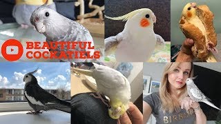 Cockatiels are the BEST  Beautiful Birds Edition  Happy Cockatiels  Cockatiel Funny Videos [upl. by Enetsirhc]