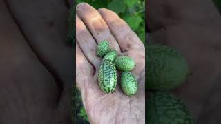 El cucamelon Melothria scabra es un fruto que tiene sabor a pepino pero tiene una forma de melon [upl. by Ennaitsirk335]