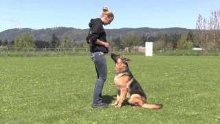 Trained IPO Versatility German Shepherd Obedience [upl. by Aisya869]