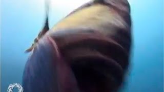 Titan triggerfish attacks camera [upl. by Nade]