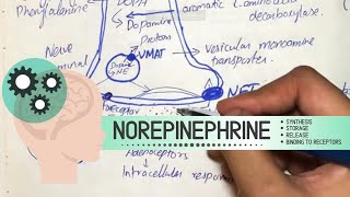 Norepinephrine  Synthesis Storage Release Binding to receptors Degradation Drugs acting [upl. by Mcwilliams]