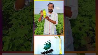 Best Fertlizers and Pesticides Store in Ellanthakunta Karimnagar  All Variety of Seeds Available [upl. by Aciretehs]