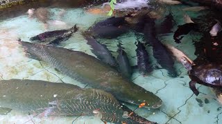 Arapaima Gigas In My Fish Pond [upl. by Baoj]