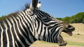 CRI DU ZEBRE 🦓 BRUIT DU ZEBRE 🦓ZEBRE QUI HENNIT au Zoo de Montpellier [upl. by Spear106]