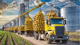 SUGAR Making Process from Sugar beet in Factory Sugar beet Harvesting and Processing 2024 [upl. by Arnold498]